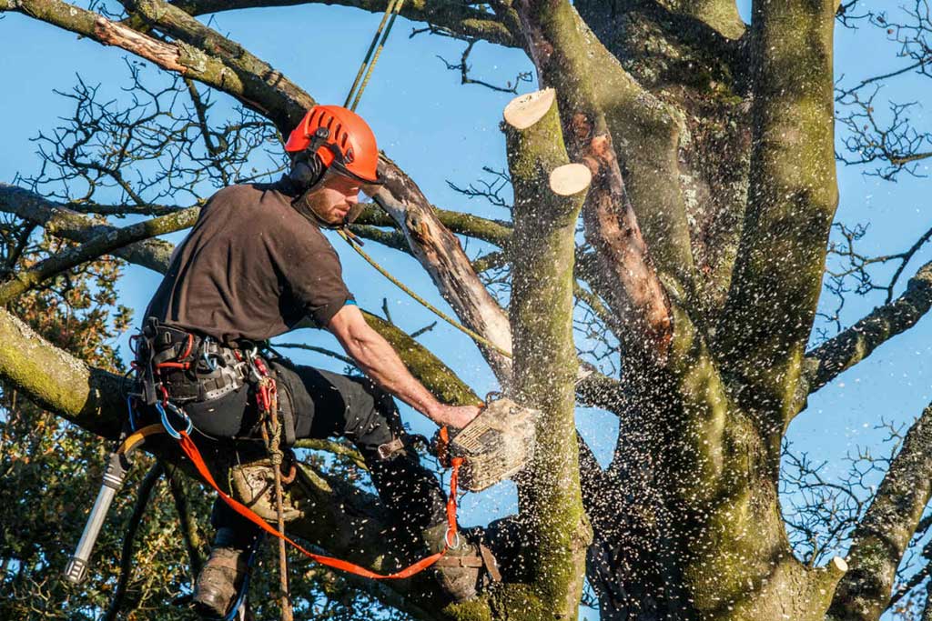 Tree contractor